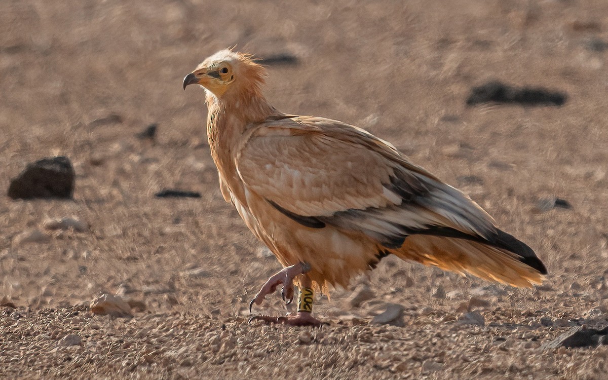 Egyptian Vulture - ML620463753