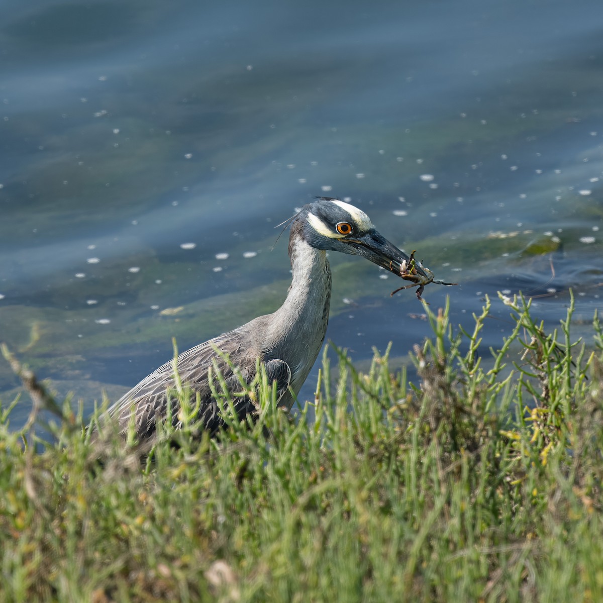 Yellow-crowned Night Heron - ML620463755