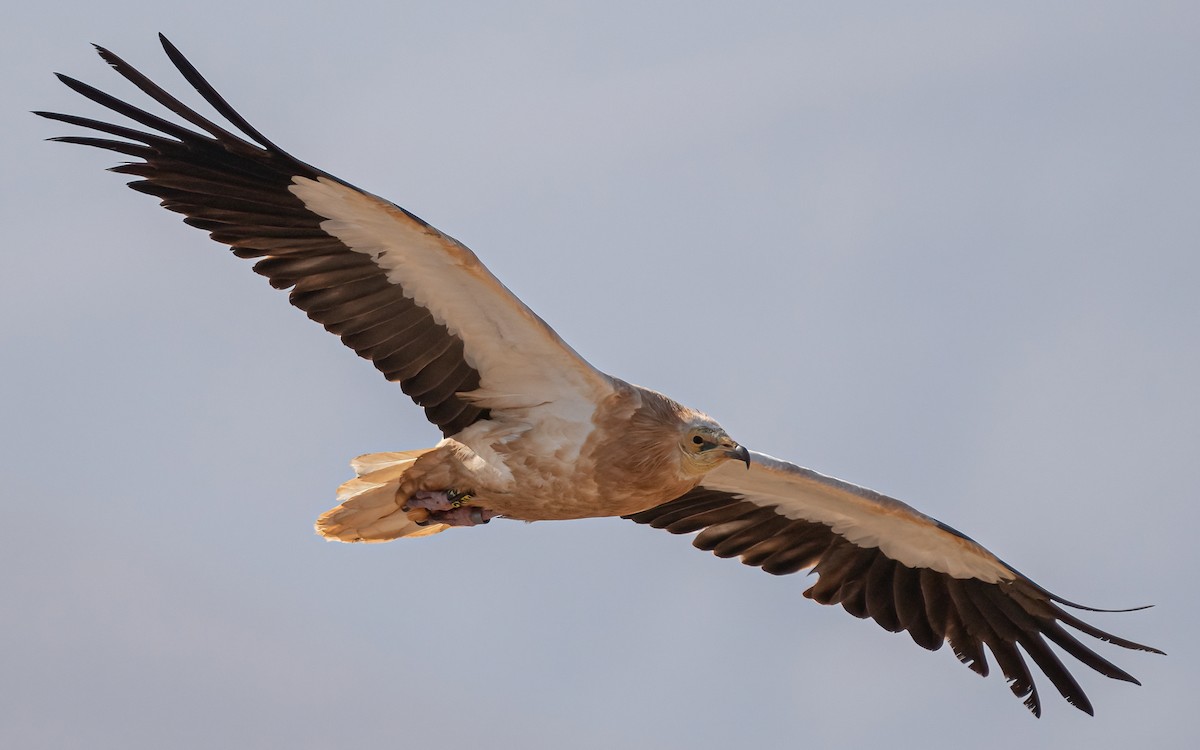 Egyptian Vulture - ML620463757