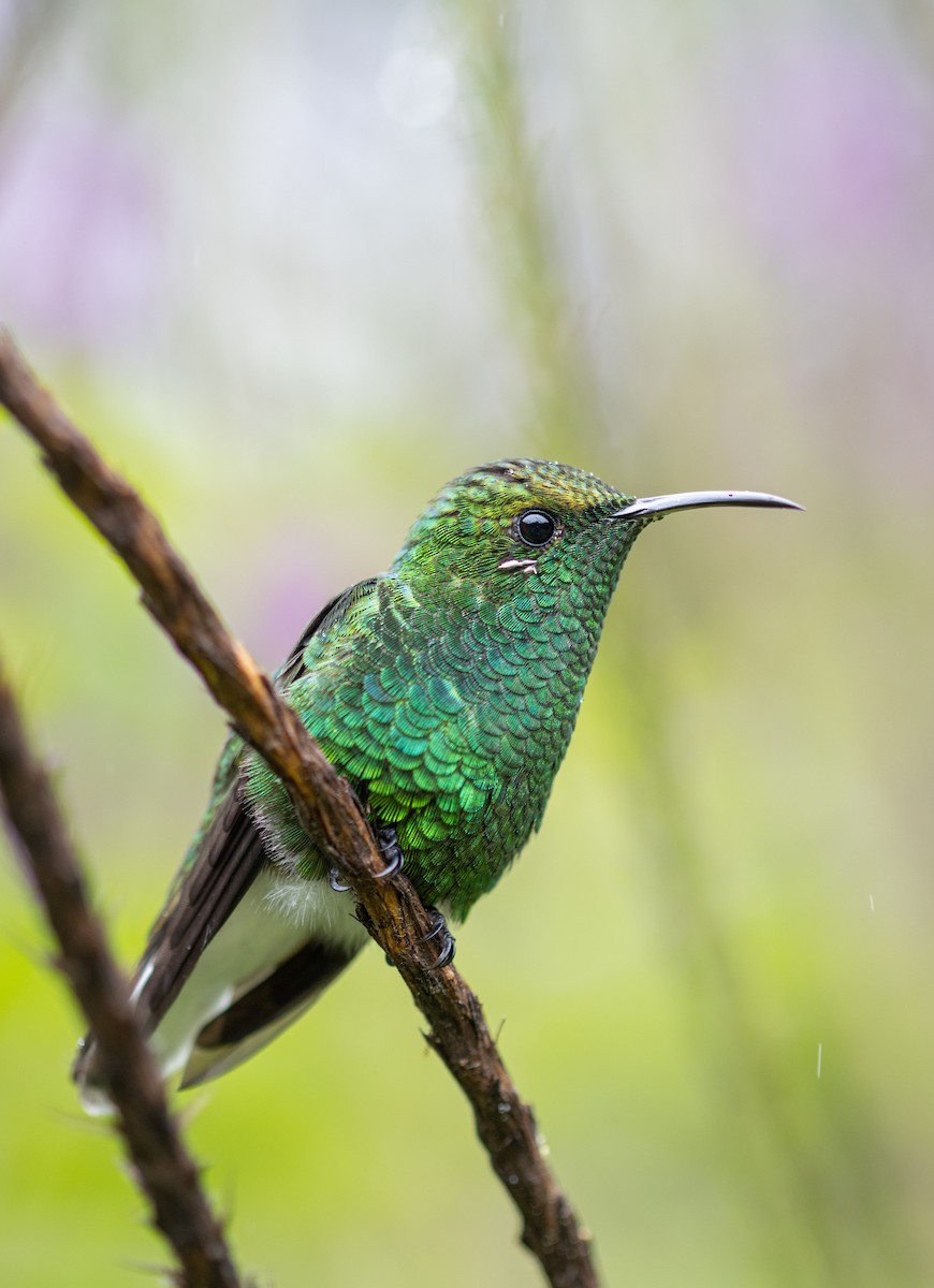 Coppery-headed Emerald - ML620463760