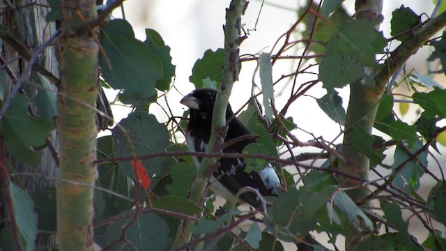 Rose-breasted Grosbeak - ML620463764