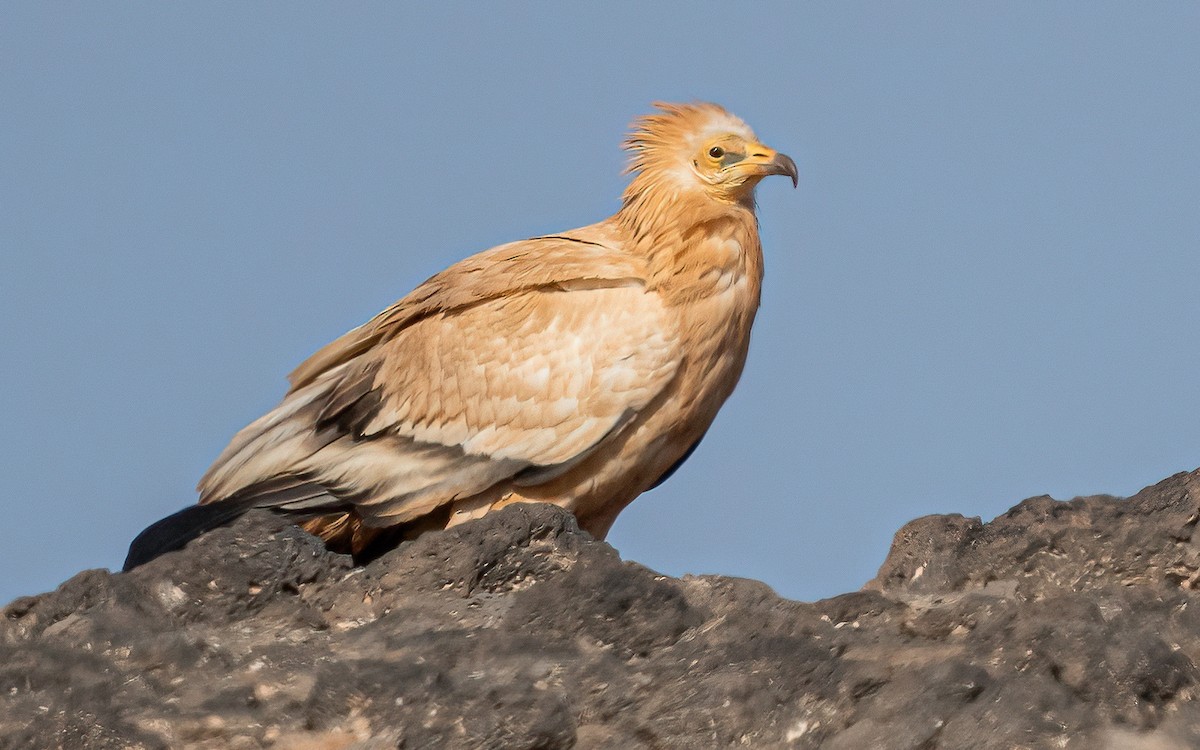 Egyptian Vulture - ML620463766