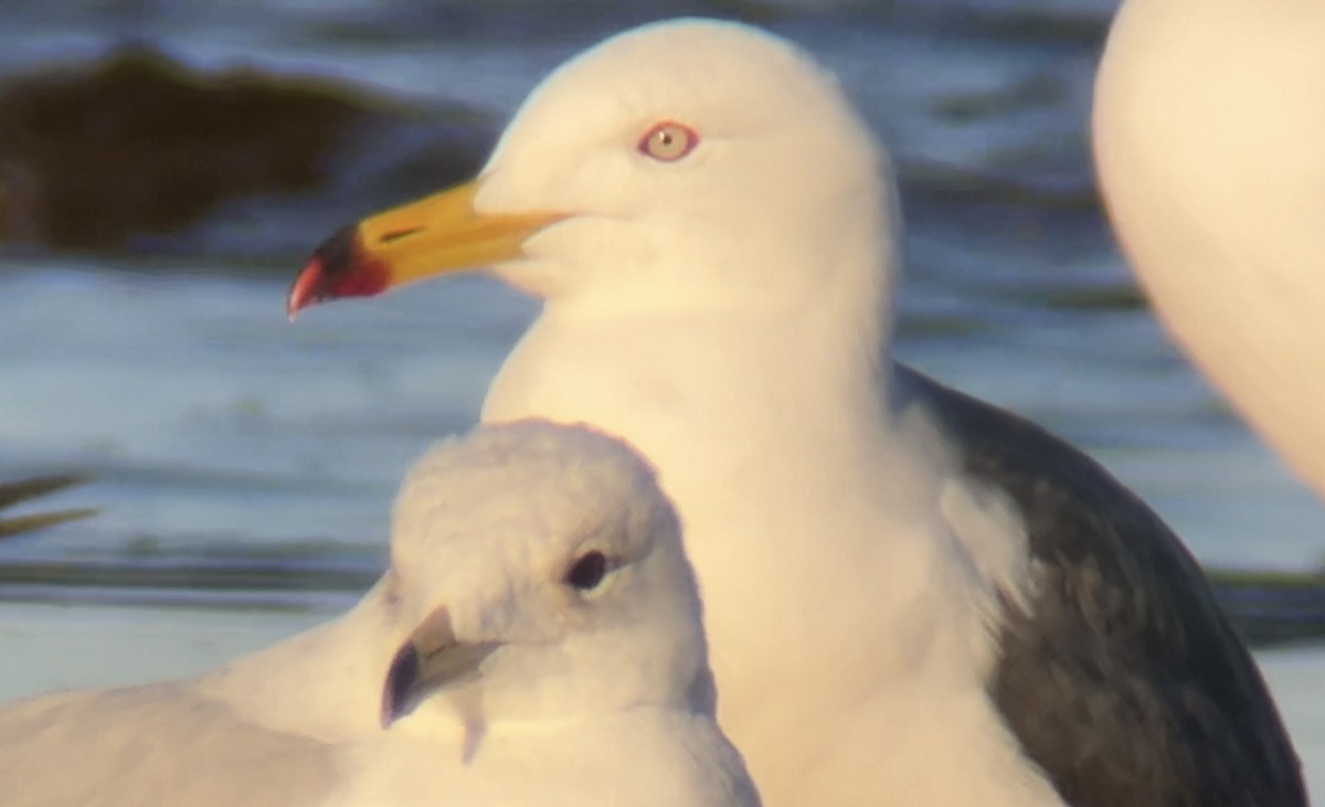 Black-tailed Gull - ML620463771