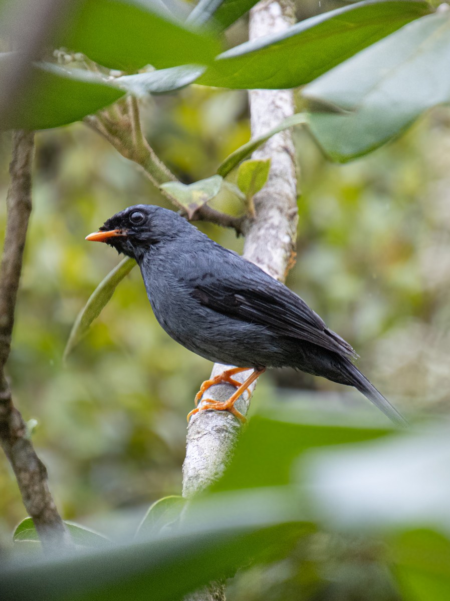 Black-faced Solitaire - ML620463772