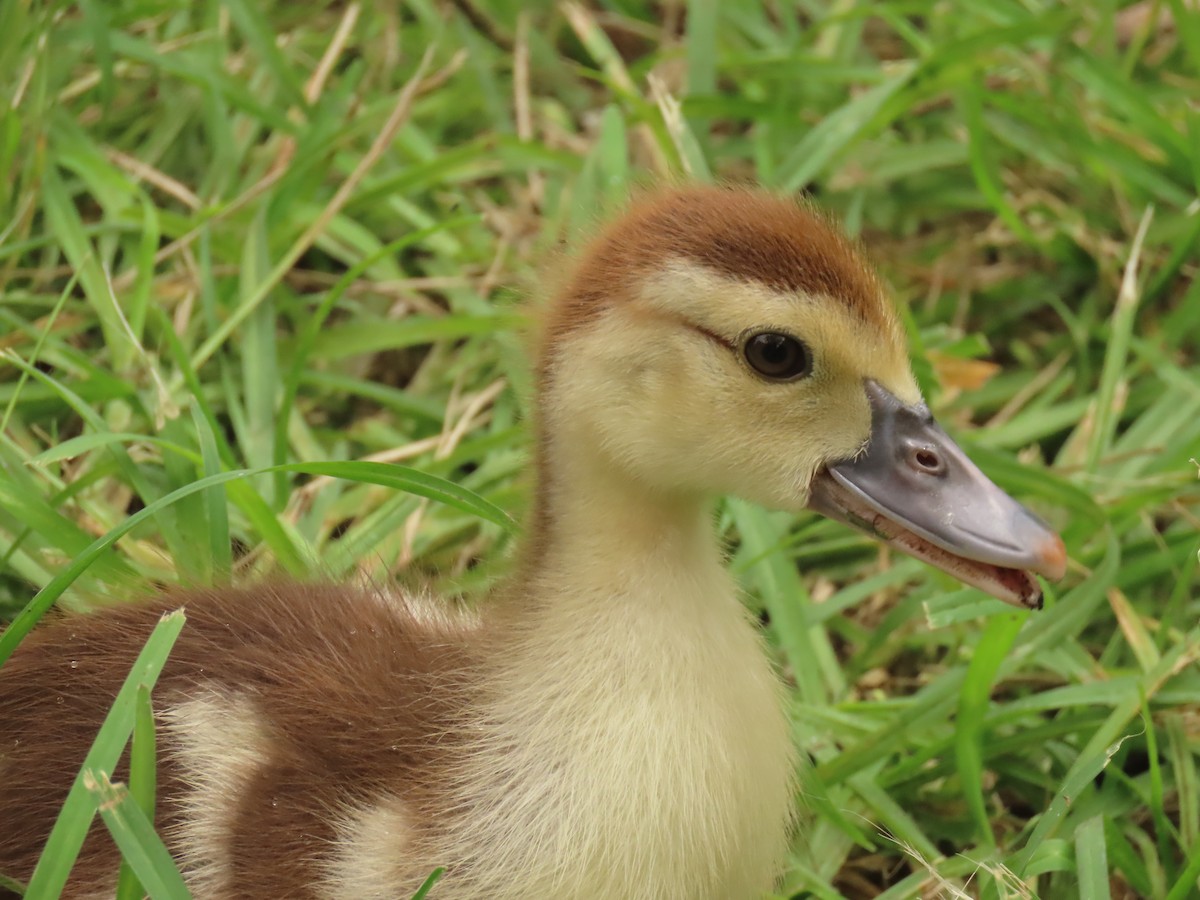 Muscovy Duck (Domestic type) - ML620463774