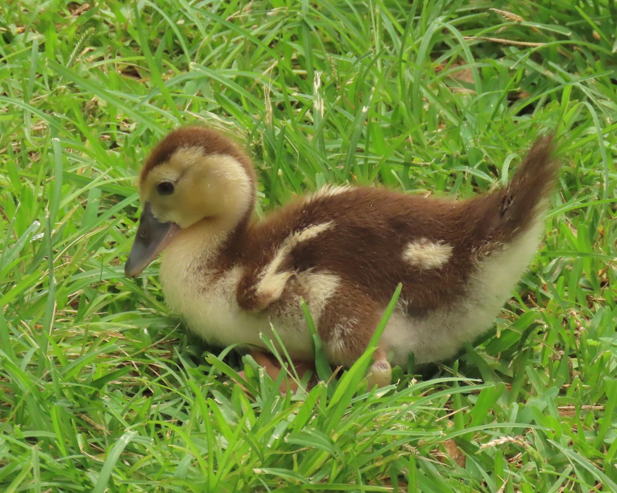 Muscovy Duck (Domestic type) - ML620463775