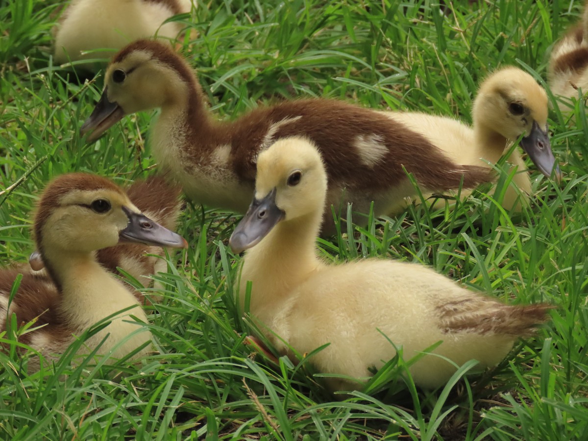 Muscovy Duck (Domestic type) - ML620463776