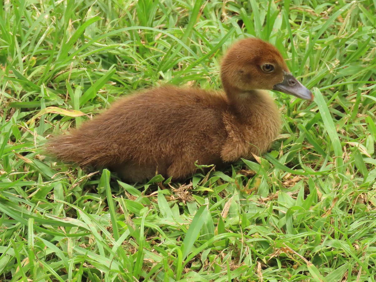 Canard musqué (forme domestique) - ML620463777