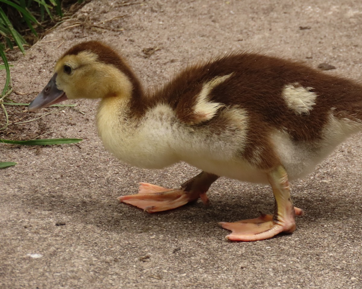Muscovy Duck (Domestic type) - ML620463778