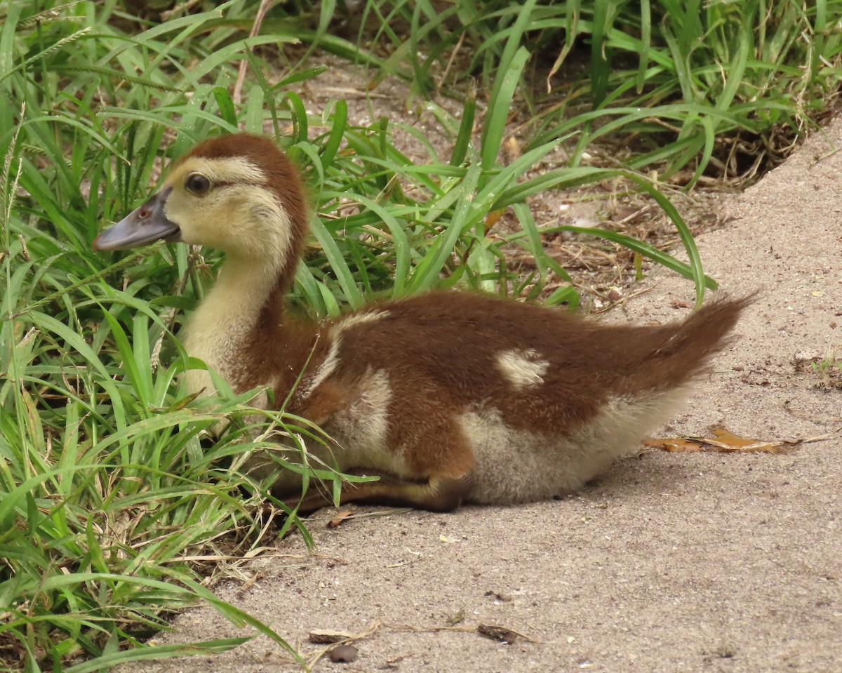 Muscovy Duck (Domestic type) - ML620463779