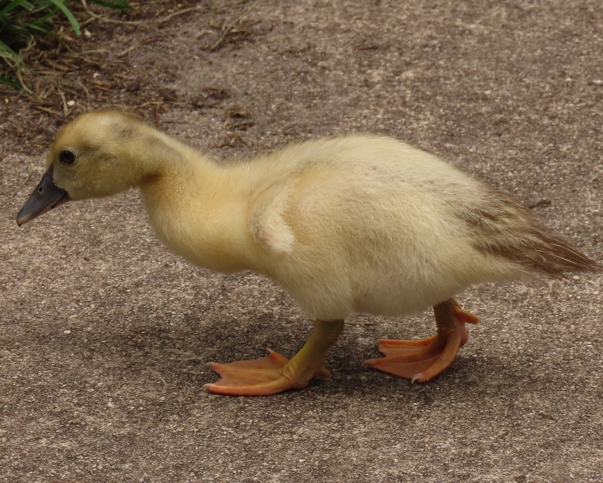 Muscovy Duck (Domestic type) - ML620463781