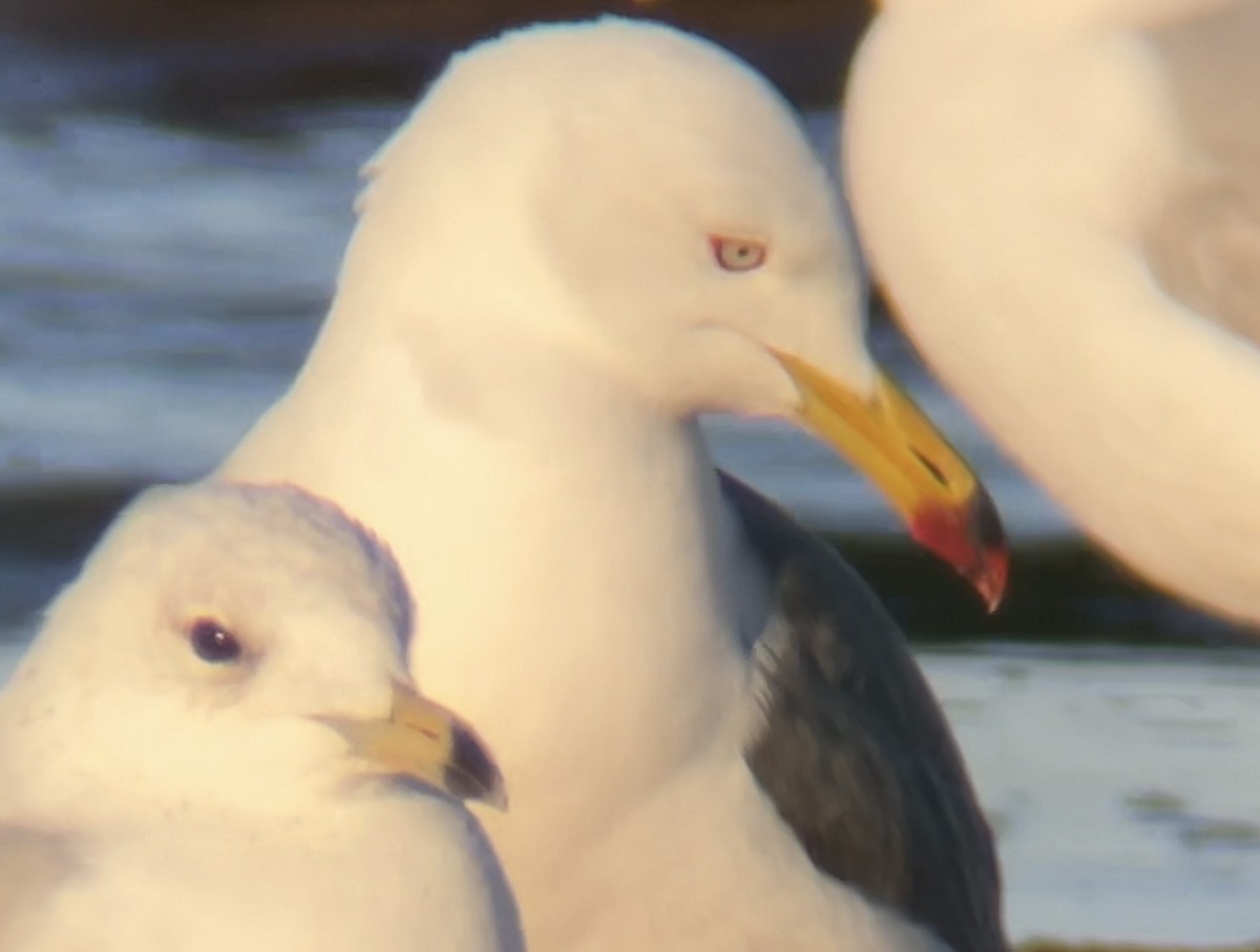 Black-tailed Gull - ML620463782