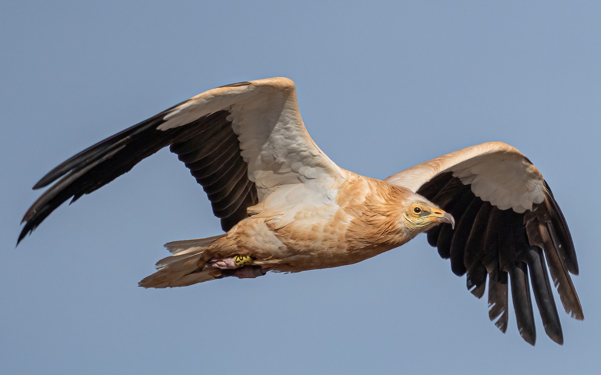 Egyptian Vulture - Wouter Van Gasse