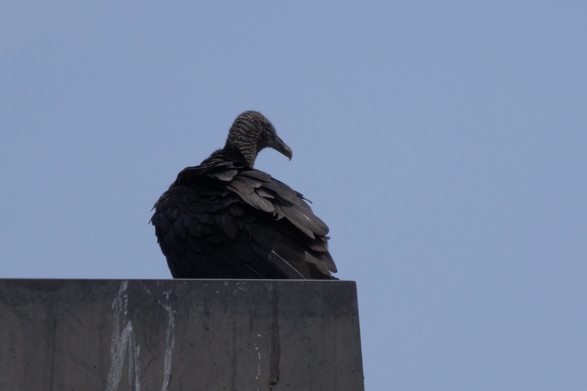 Black Vulture - ML620463784