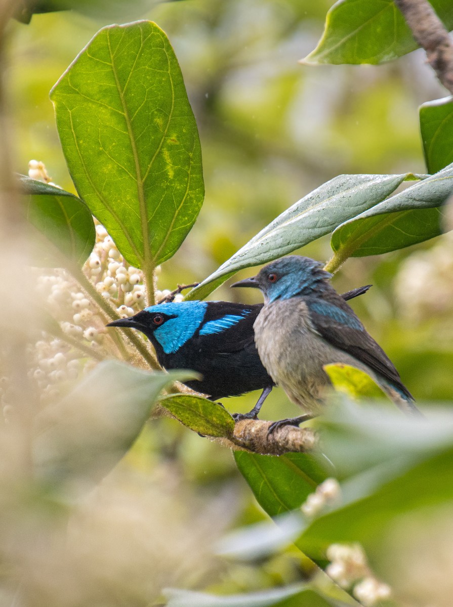 Scarlet-thighed Dacnis - ML620463788