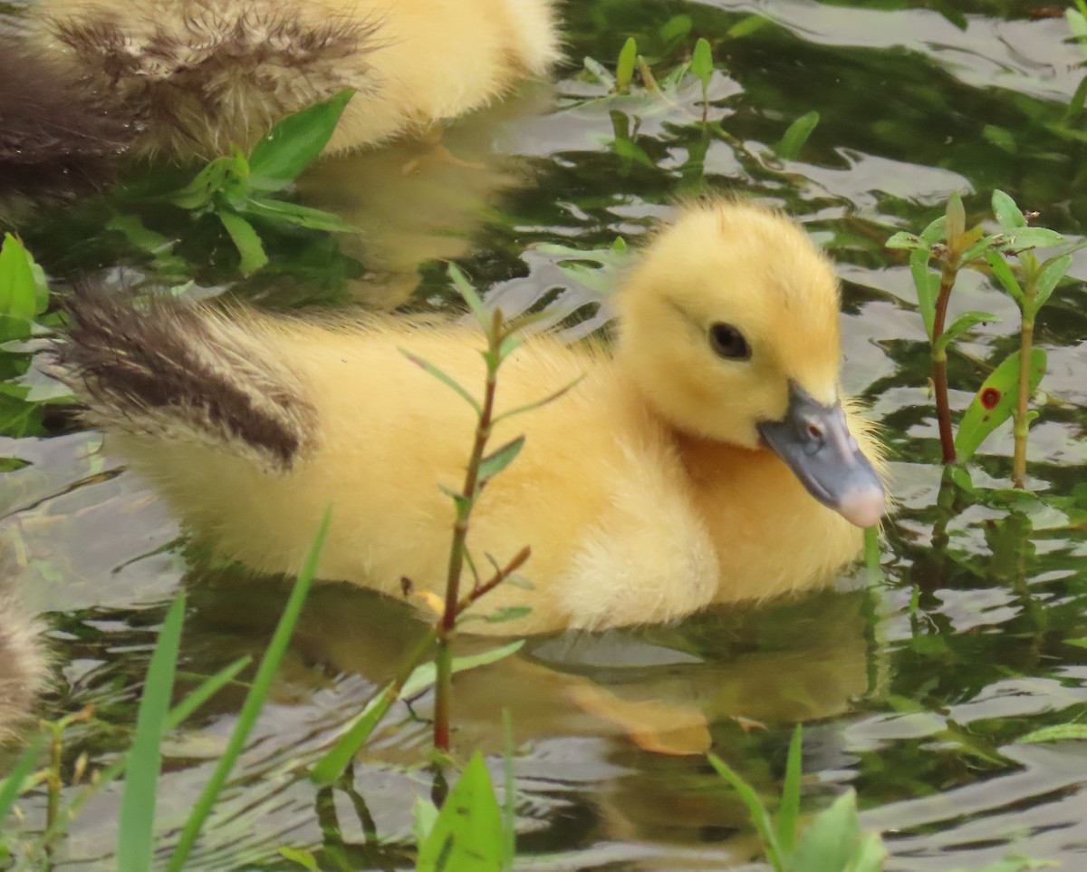 Muscovy Duck (Domestic type) - ML620463791