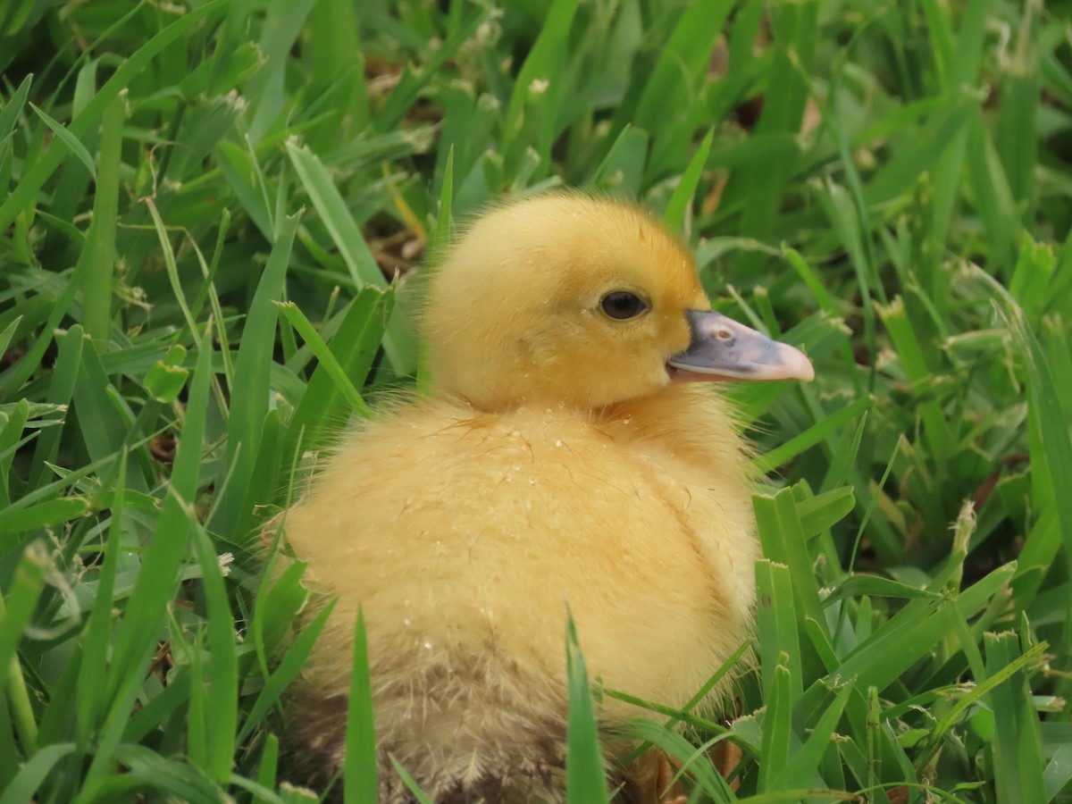 Muscovy Duck (Domestic type) - ML620463793