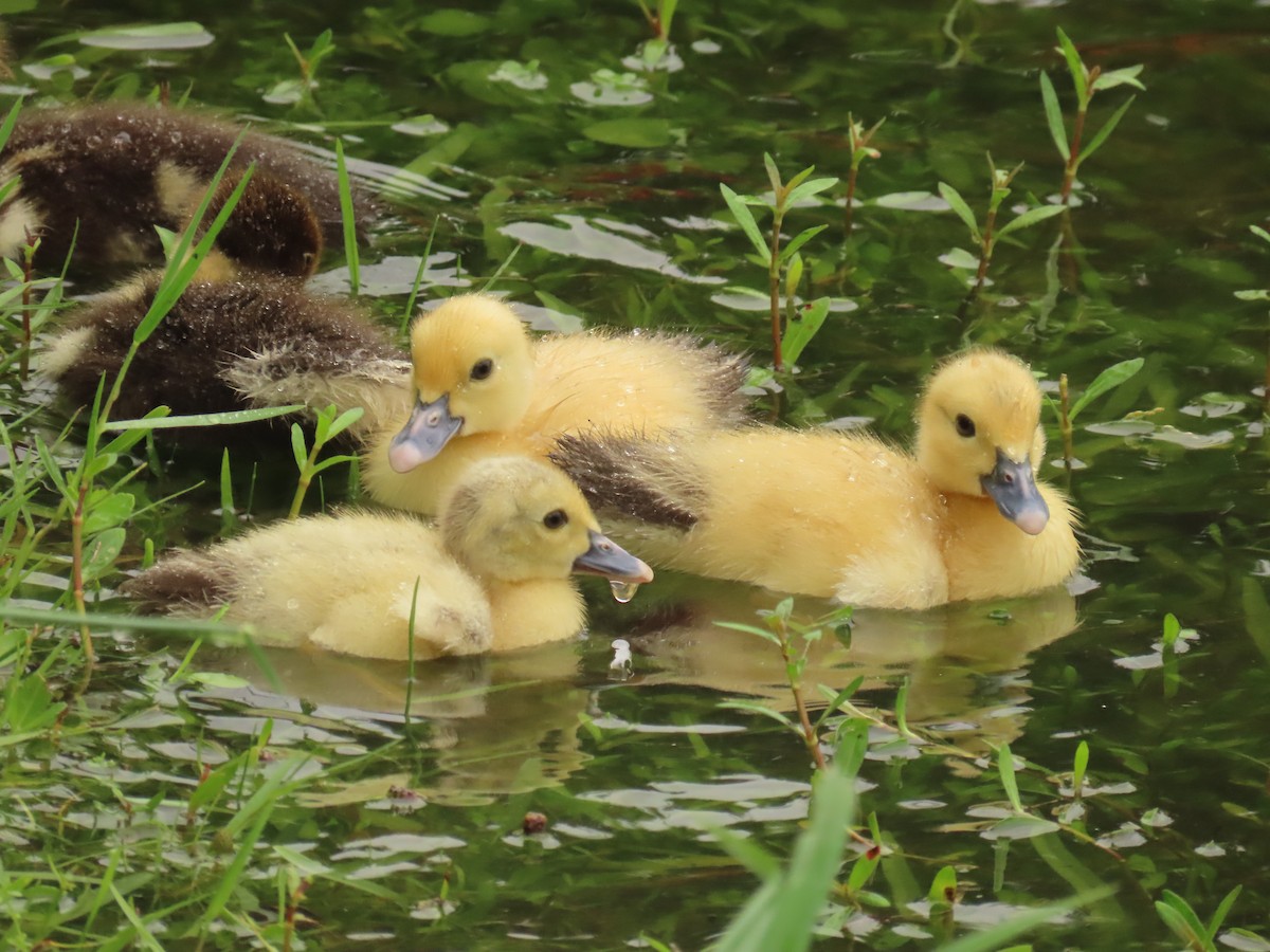 Muscovy Duck (Domestic type) - ML620463794