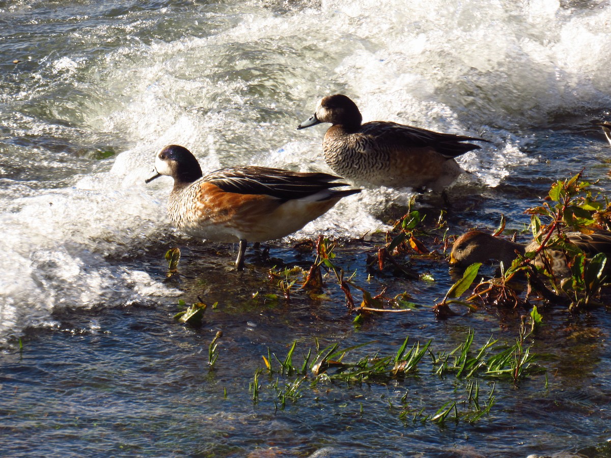 Chiloe Wigeon - Laura Varano