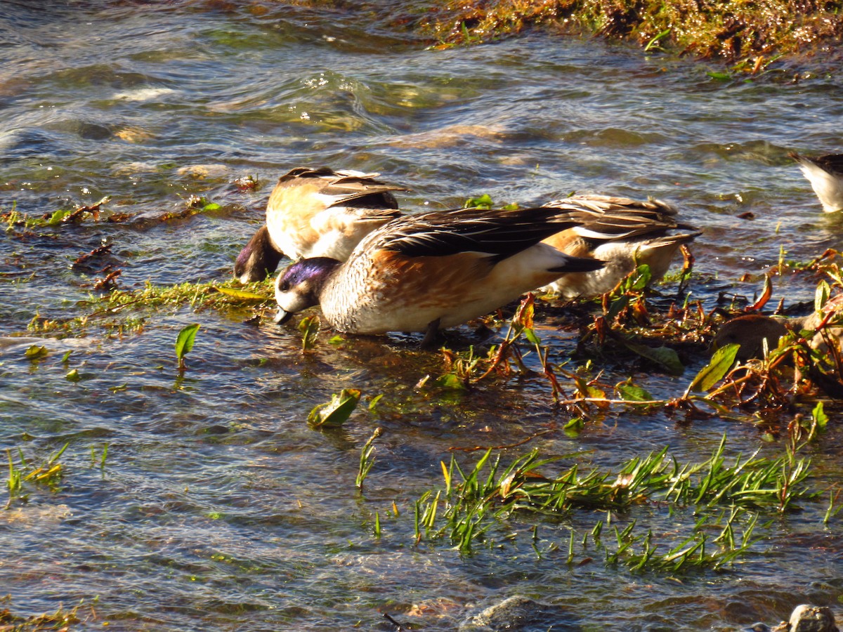 Canard de Chiloé - ML620463797