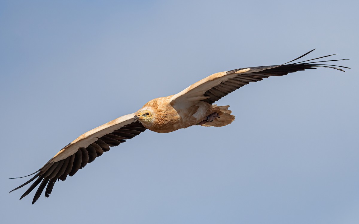 Egyptian Vulture - ML620463799