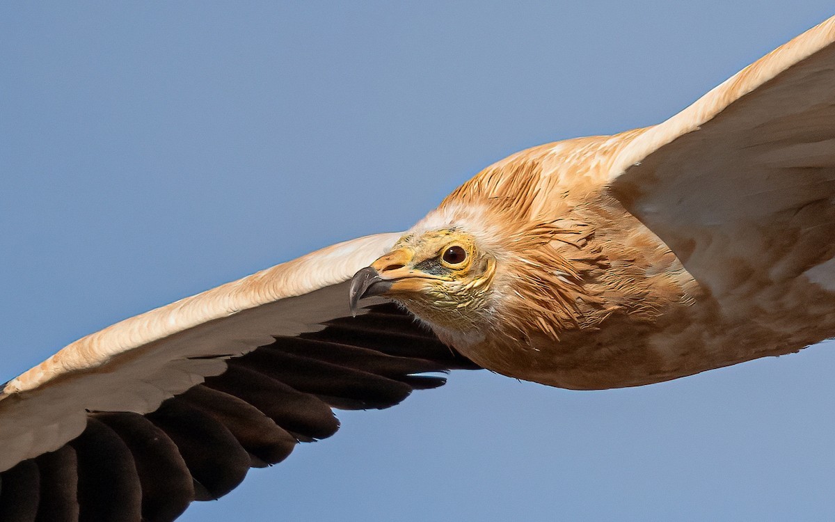 Egyptian Vulture - ML620463802