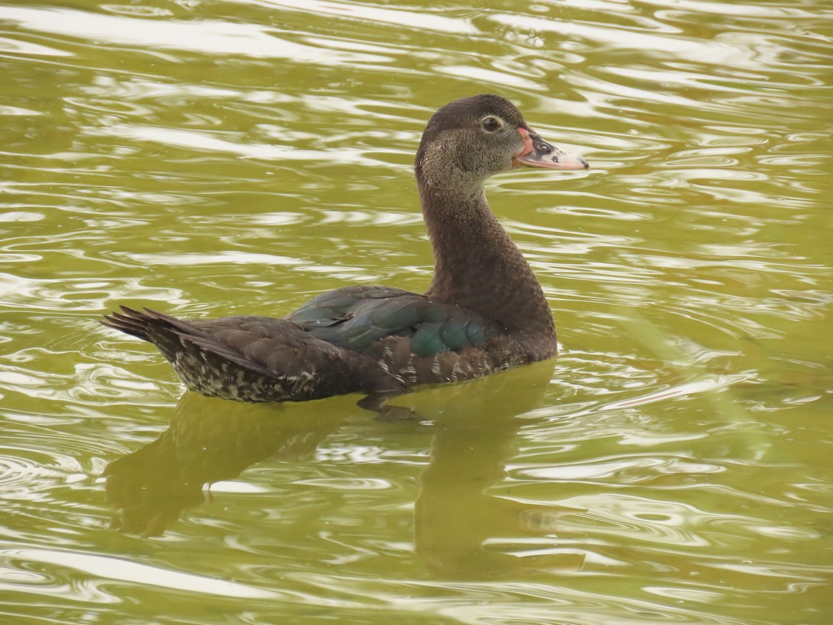 Muscovy Duck (Domestic type) - ML620463810