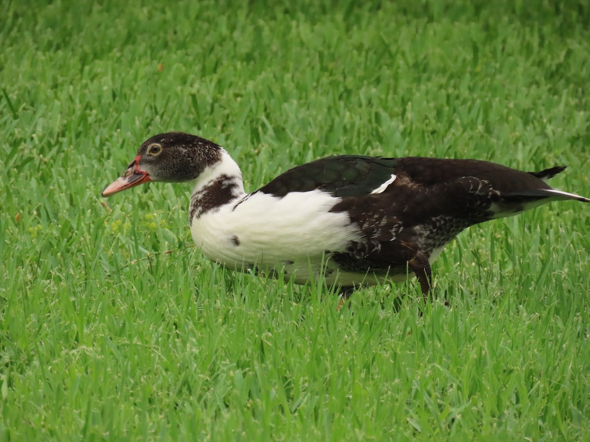 Muscovy Duck (Domestic type) - ML620463812