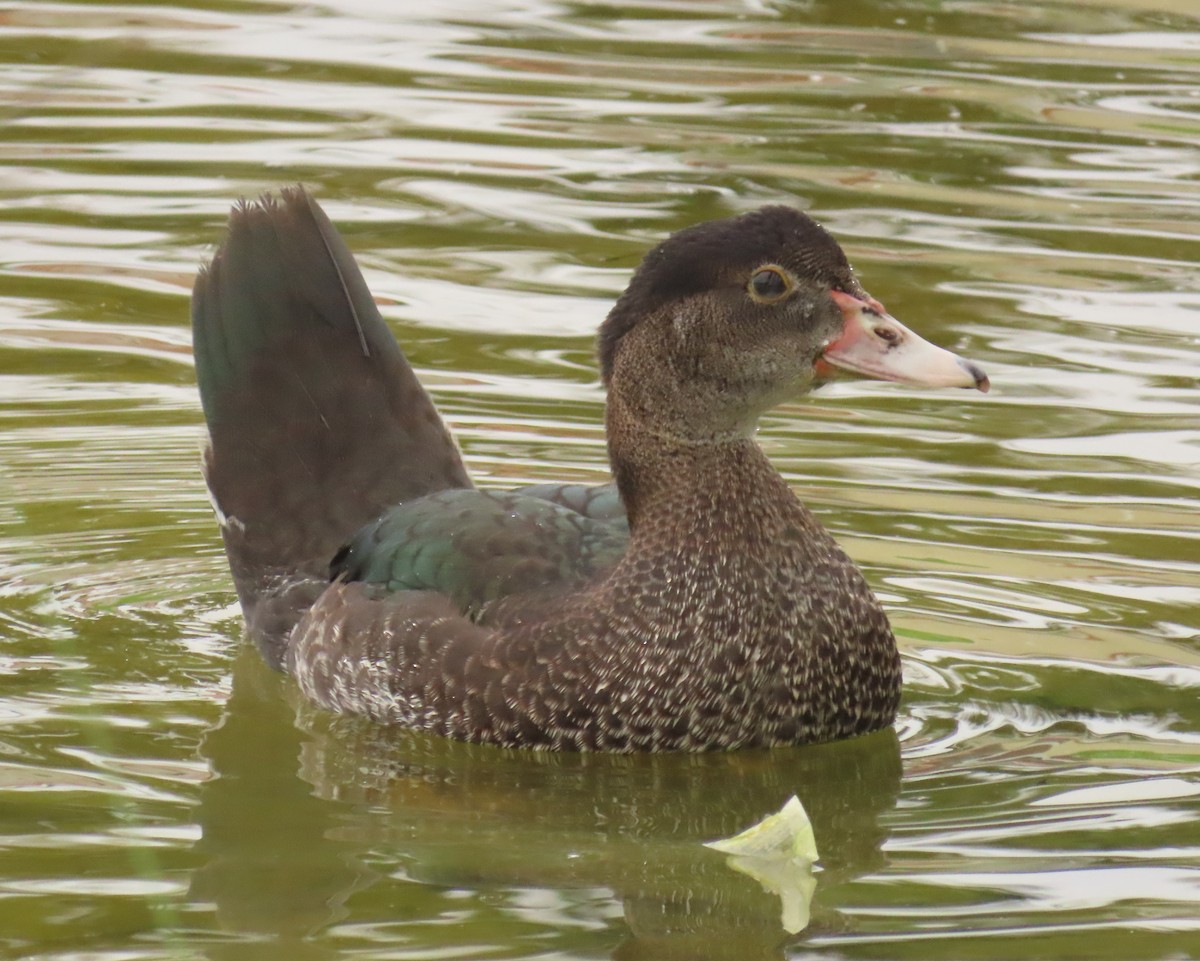 Muscovy Duck (Domestic type) - ML620463813