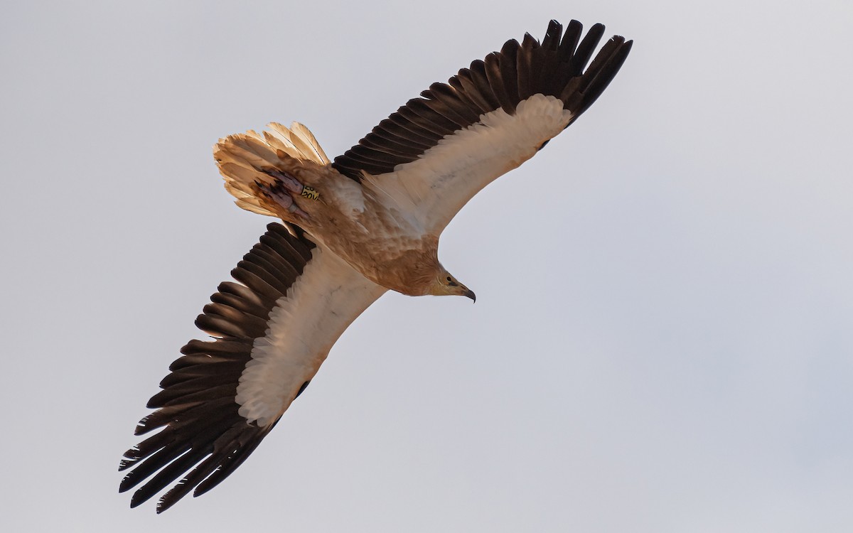 Egyptian Vulture - ML620463814