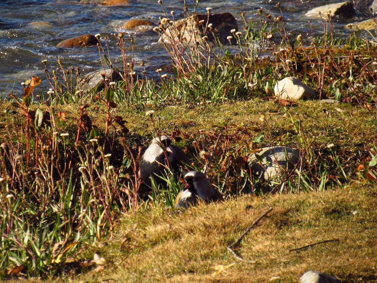 Southern Lapwing - ML620463827