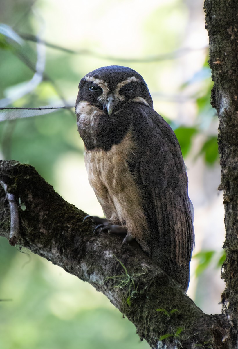 Spectacled Owl - ML620463831