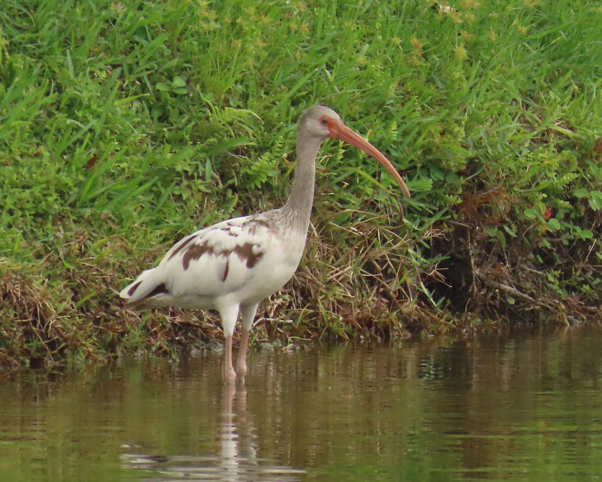 ibis bílý - ML620463835