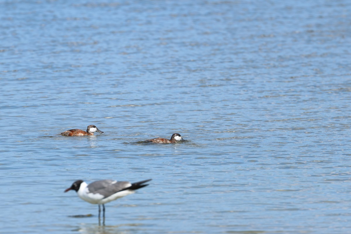 Ruddy Duck - ML620463837