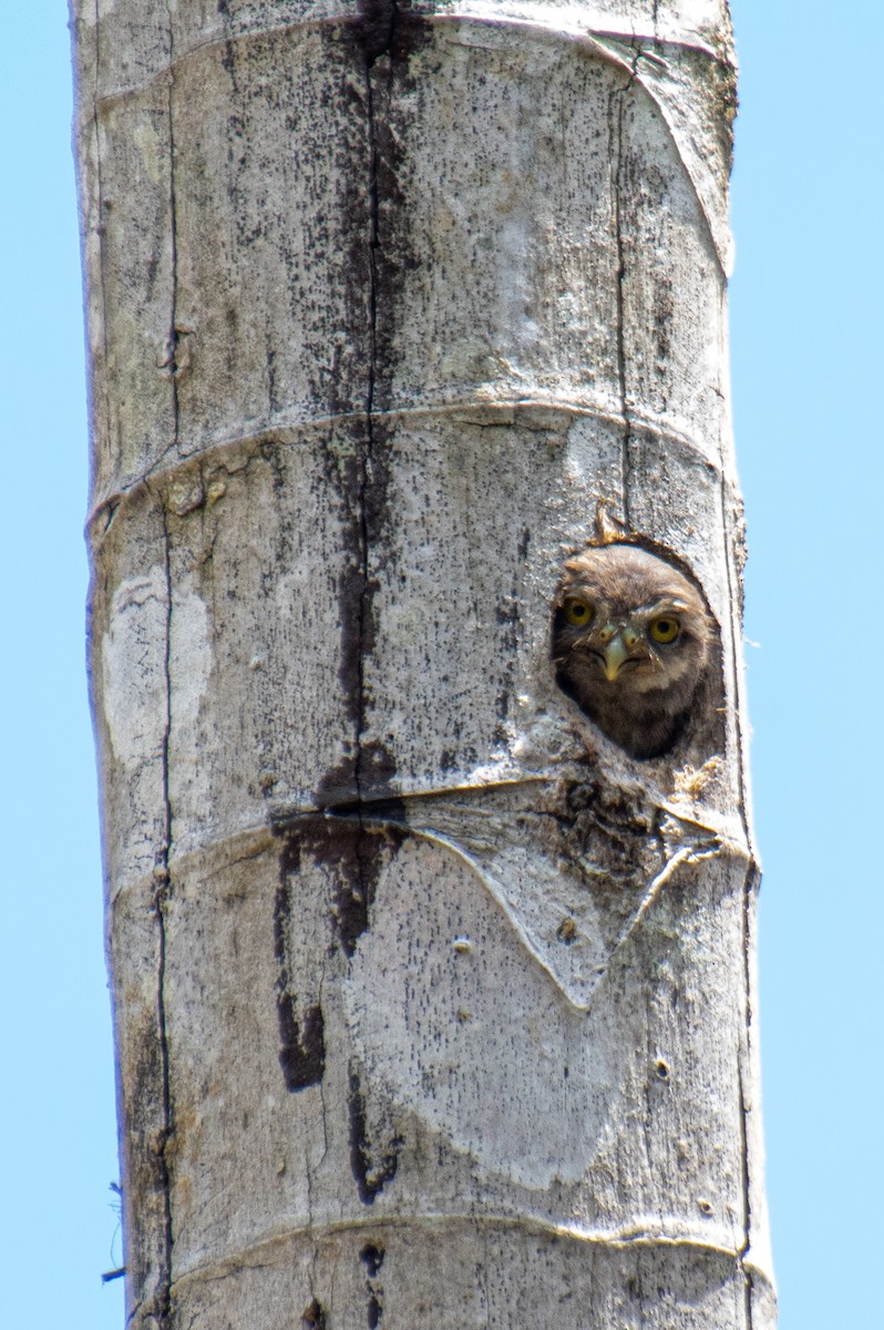 Central American Pygmy-Owl - ML620463838