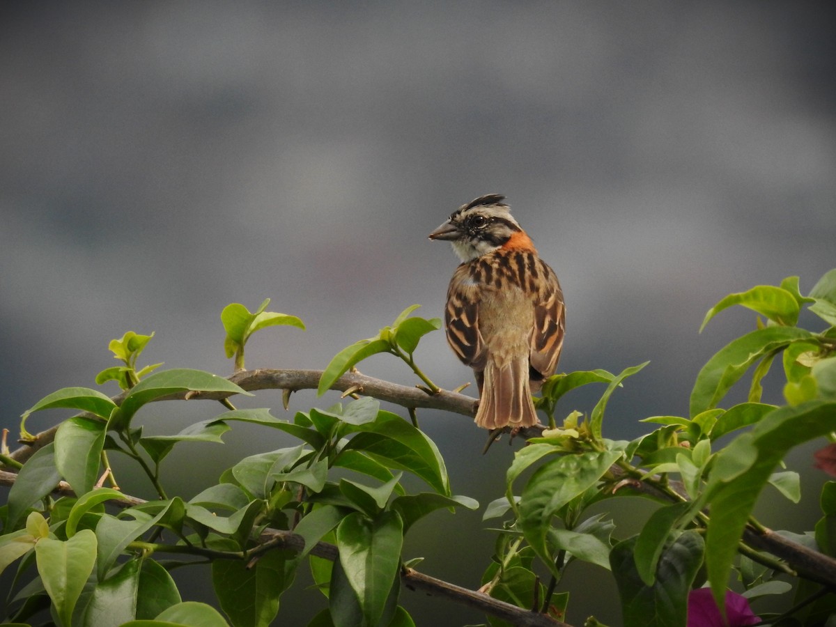 Rufous-collared Sparrow - ML620463839