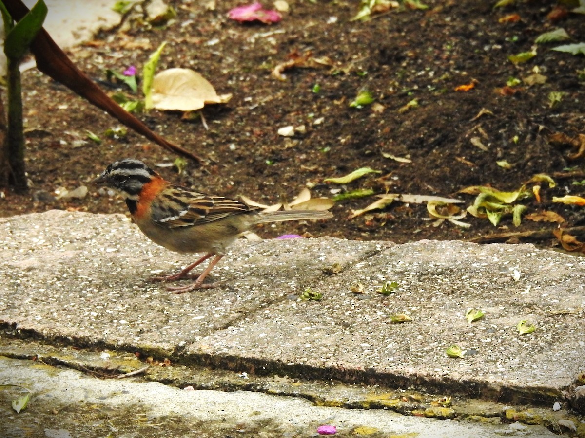 Rufous-collared Sparrow - ML620463840