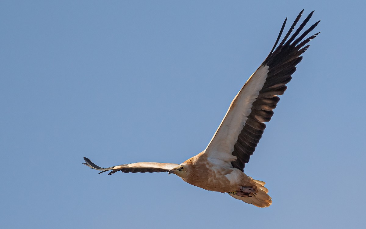 Egyptian Vulture - ML620463842