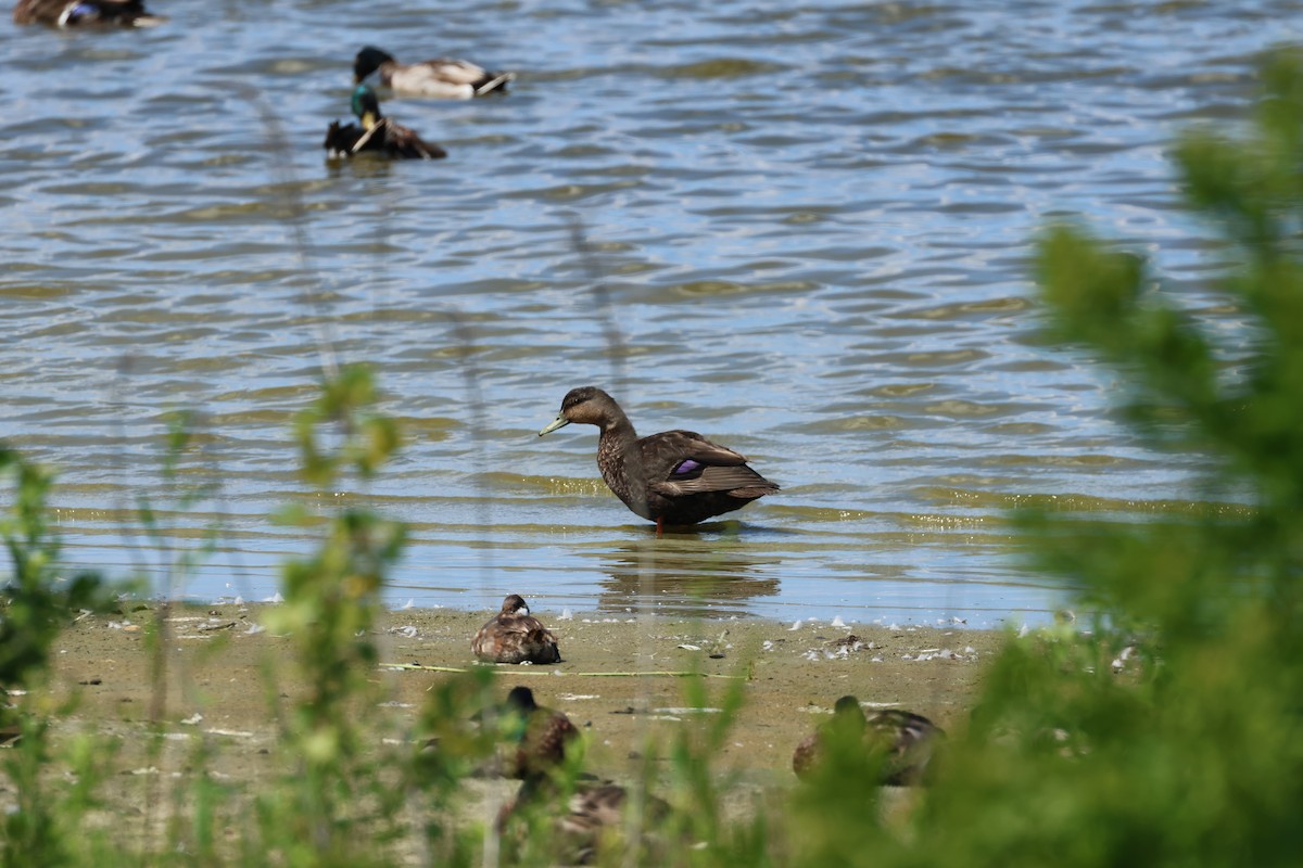 American Black Duck - E R