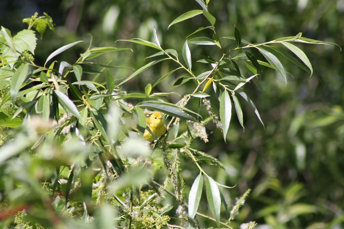 Paruline jaune - ML620463848