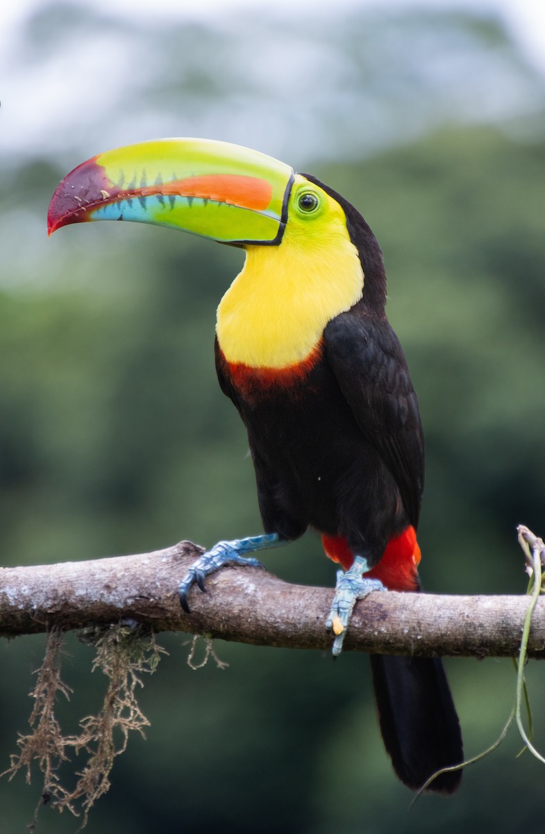 Keel-billed Toucan - ML620463850