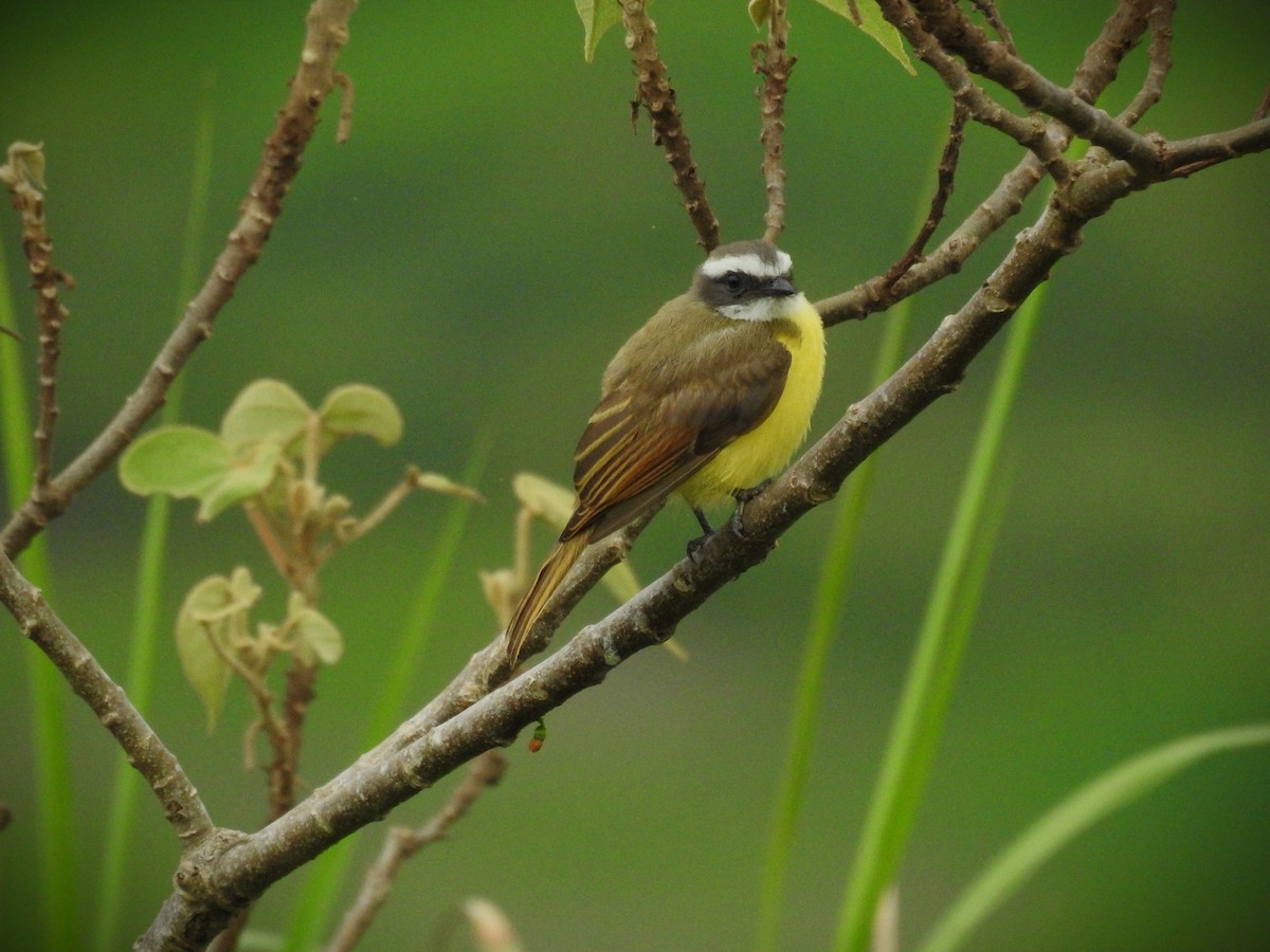 Social Flycatcher - ML620463854