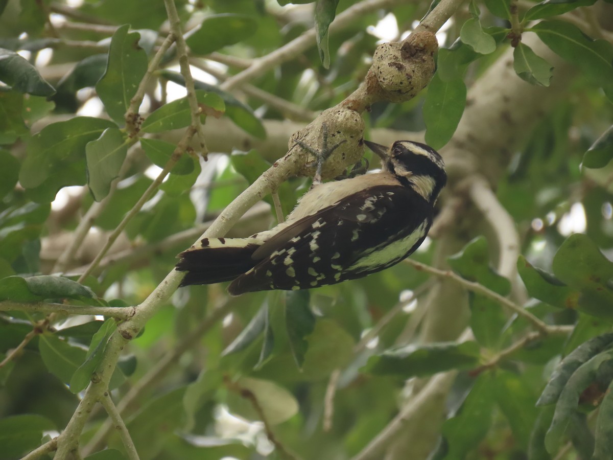 Downy Woodpecker - ML620463857