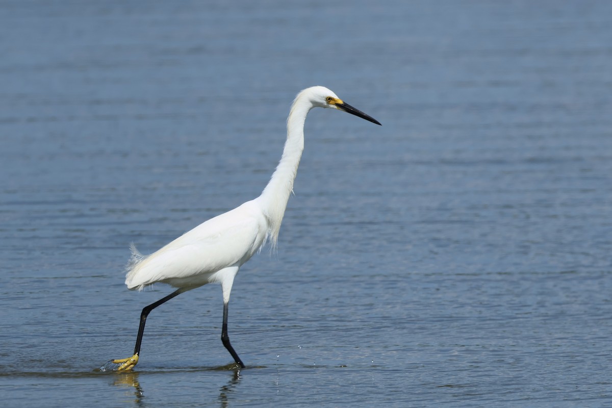 Snowy Egret - ML620463861