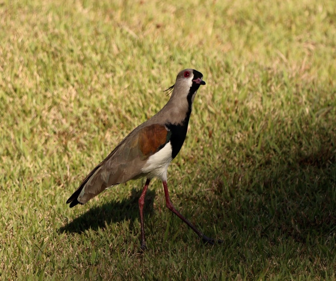 Southern Lapwing - ML620463866