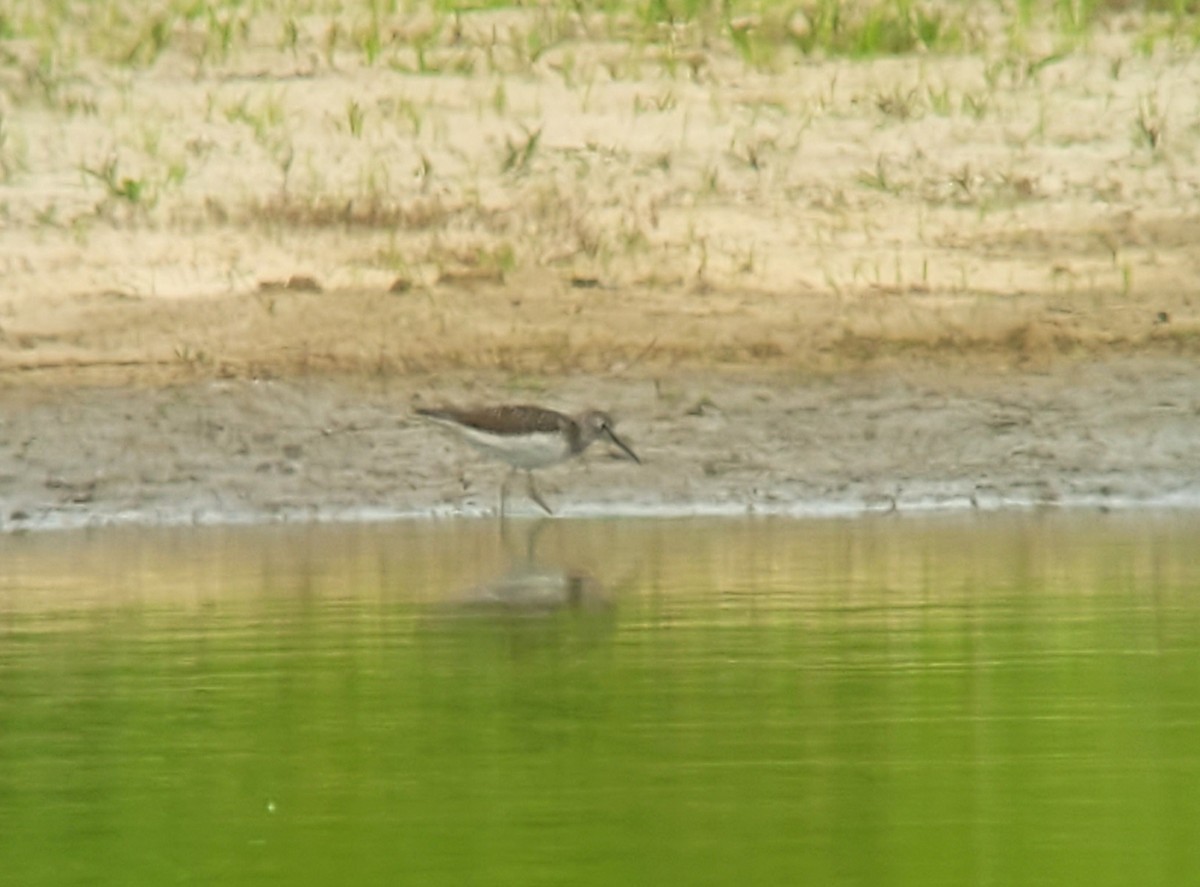 Solitary Sandpiper - ML620463875