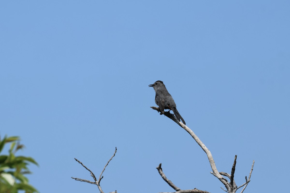 Кошачий пересмешник - ML620463884