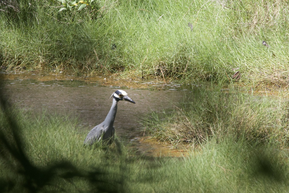 Yellow-crowned Night Heron - ML620463885