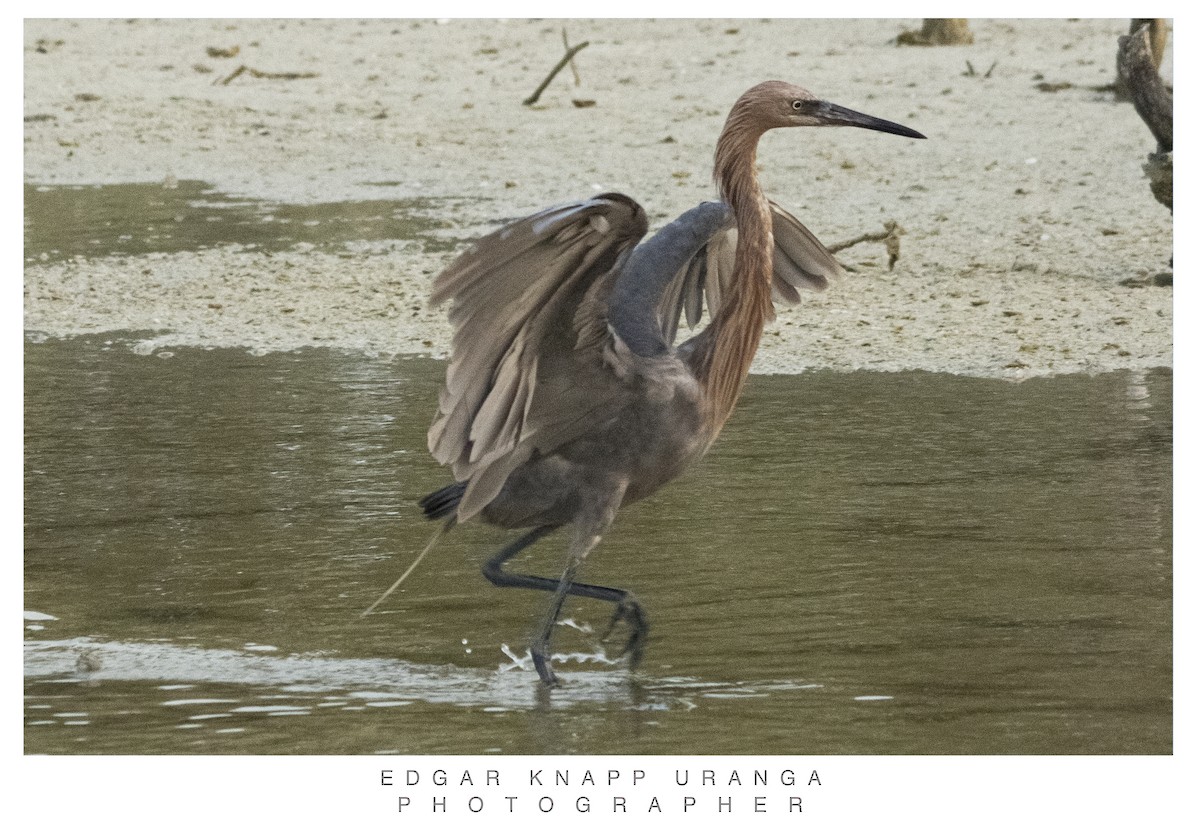 Reddish Egret - ML620463892