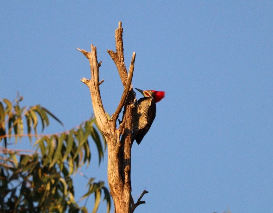 Lineated Woodpecker - ML620463895